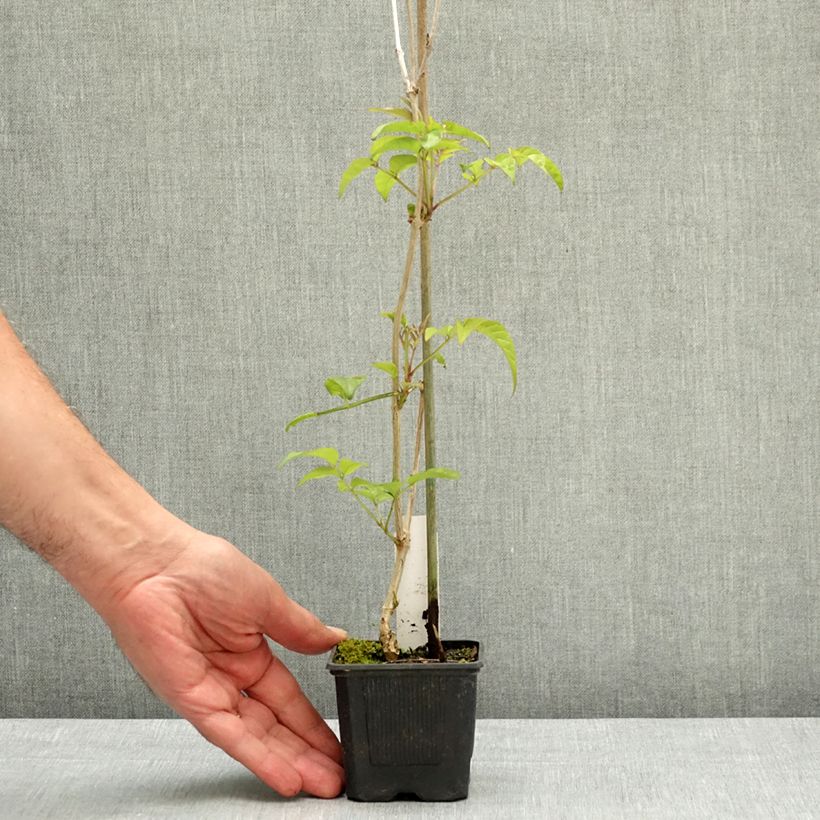 Podranea ricasoliana Comtesse Sarah - Bignonia rosa Vaso da Ø 12 cm / 13 cm esemplare consegnato in primavera
