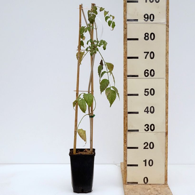 Podranea ricasoliana Comtesse Sarah - Bignonia rosa Vaso da 2L/3L esemplare consegnato in primavera