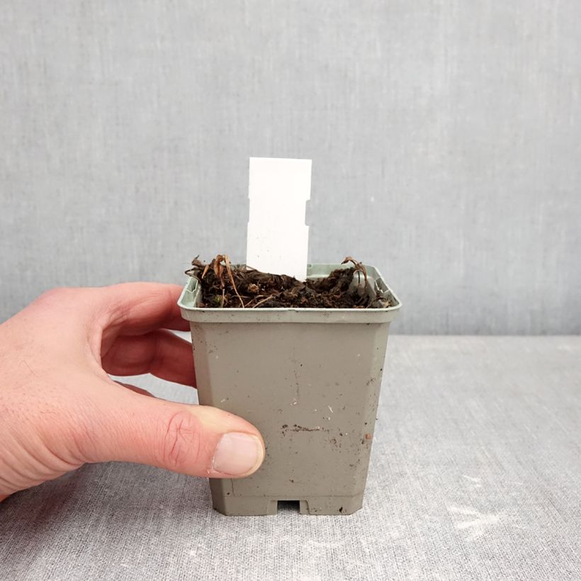 Pogonia ophioglossoides Vasetto da 8/9 cm esemplare consegnato in inverno