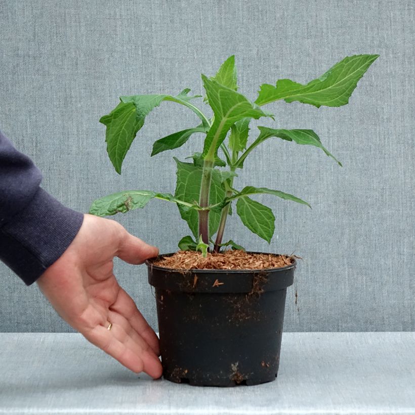 Example of Yacón Vaso da 1,5L/2L as you get in printemps