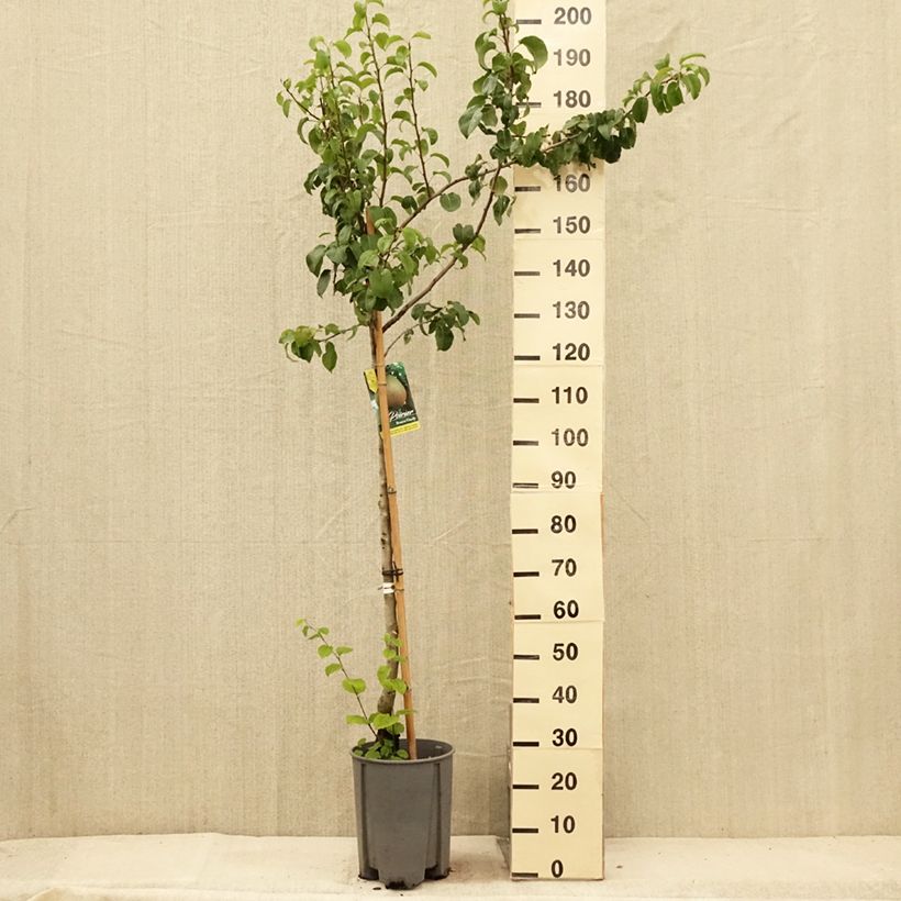 Esemplare di Pero Butirra Hardy (Beurré Hardy) Vaso da 7,5L/10L, Vaso impalcato medio consegnato in estate