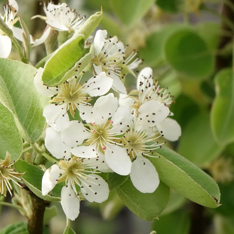 Pero Comtesse de Paris (Fioritura)