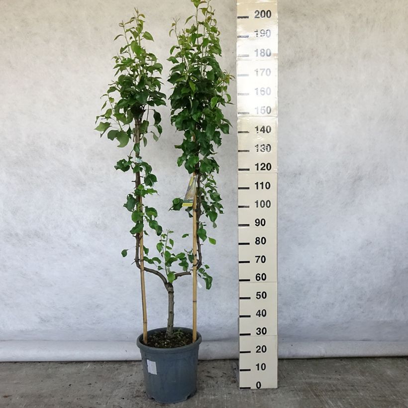 Esemplare di Pero Conference Vaso da 7,5L/10L, Palmetta singola a U consegnato in estate