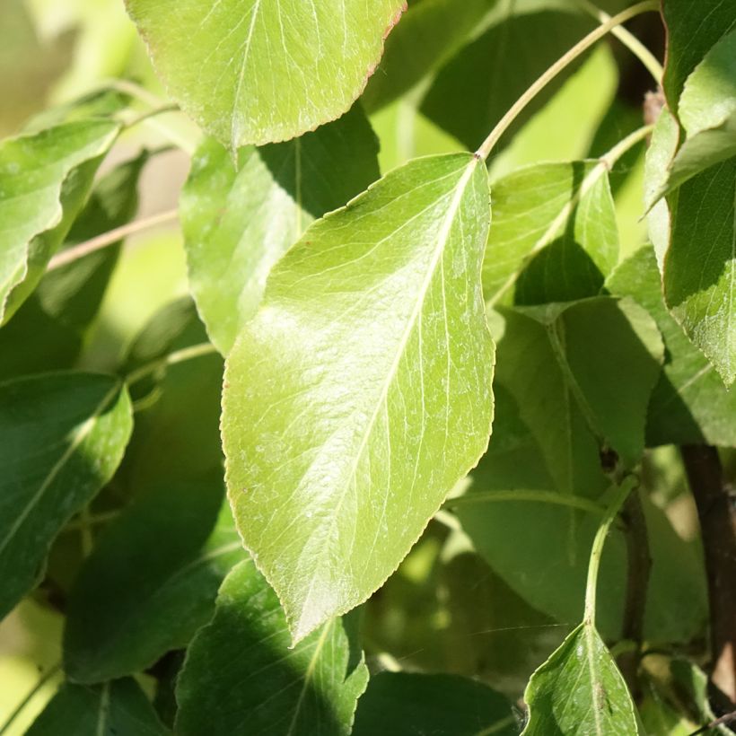 Pero Delbard Gourmande delsavor (Fogliame)