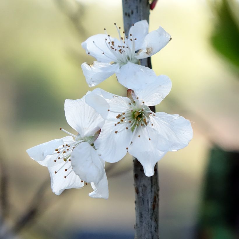 Pero Doyenne du Comice (Flowering)