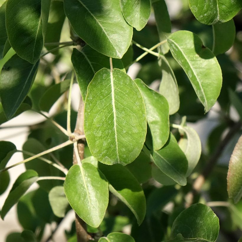 Pero Dubbele Philip (Fogliame)