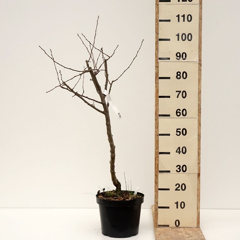 Poirier Dubbele Philip - Beurre de Mérode Pot de 7,5L/10L, Demi-Tige esemplare consegnato in inverno