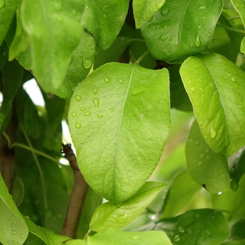 Poirier Duo Conference et Williams (Fogliame)