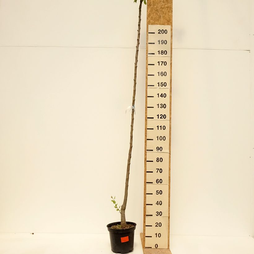 Pero Durondeau Vaso da 7,5L/10L, Vaso impalcato alto esemplare consegnato in primavera