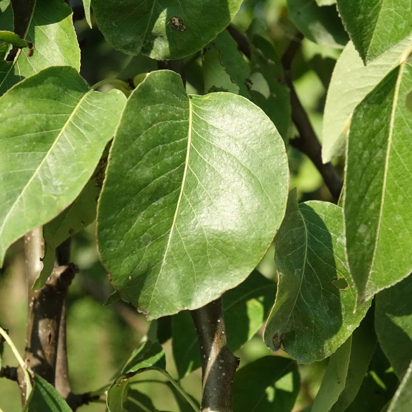 Pero Fertilia Delbard Delwilmor (Fogliame)