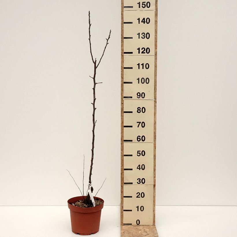 Poirier Jules Guyot Pot de 7,5L/10L, Scion esemplare consegnato in inverno