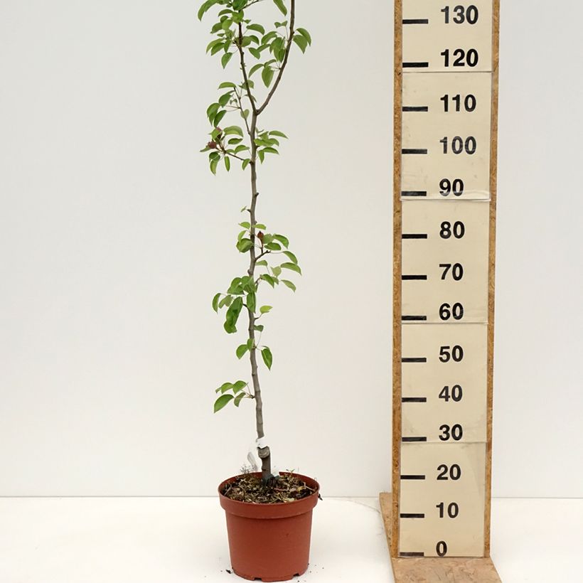 Pero Jules Guyot Vaso da 7,5L/10L, Astone esemplare consegnato in primavera