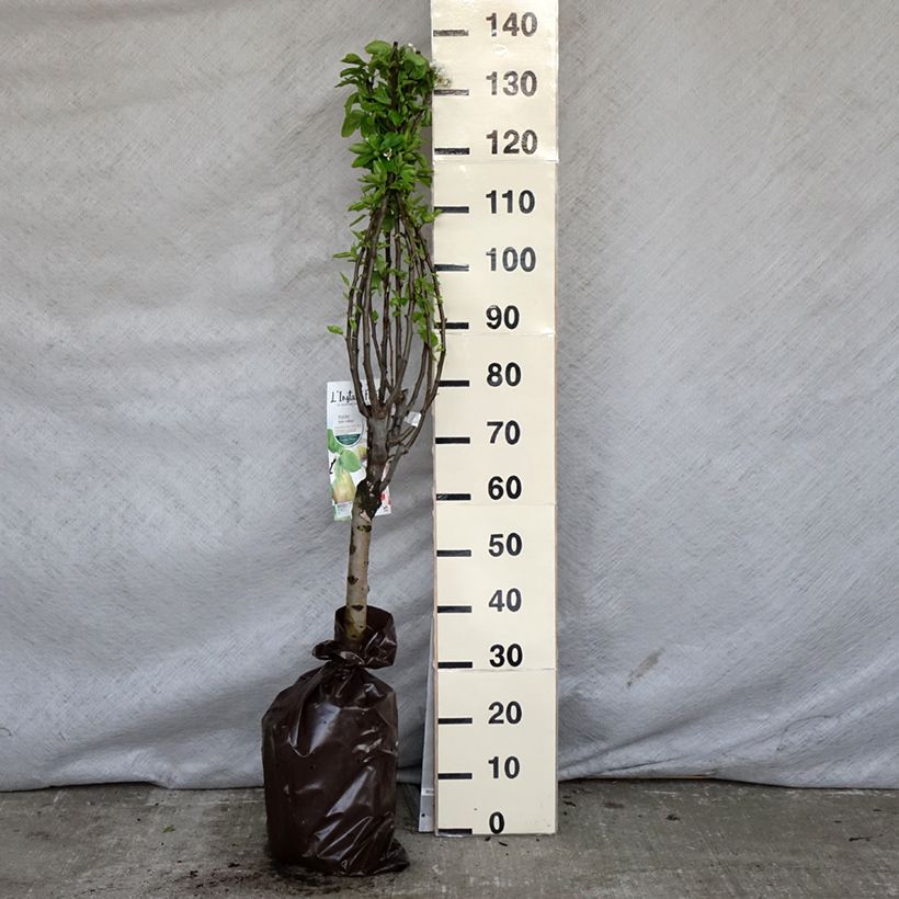 Pero nano Belle Helene Zolla 'Pronta da piantare', Vaso impalcato basso esemplare consegnato in primavera