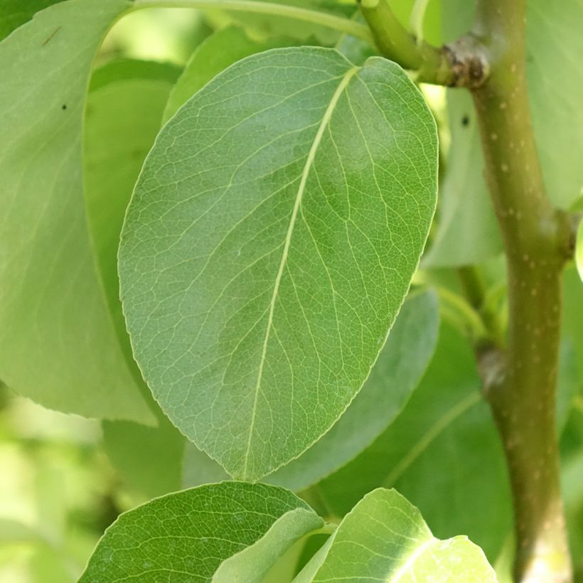 Pero nano Condo (Fogliame)