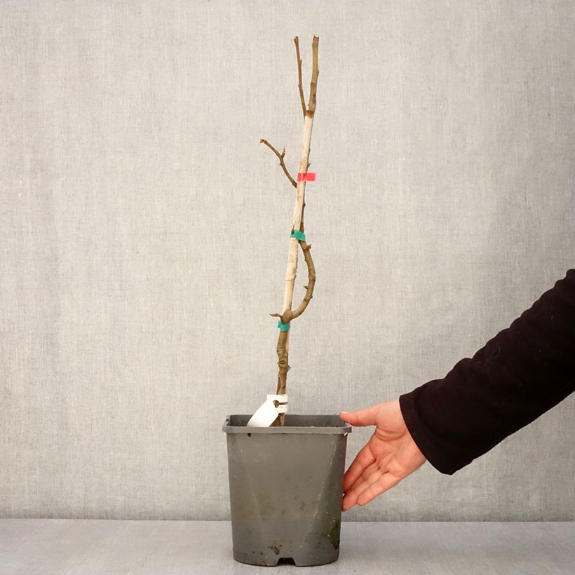 Pero nano Fruit Me Pear Me Williams Bon-Chrétien Vaso da 4L/5L, Nano esemplare consegnato in primavera