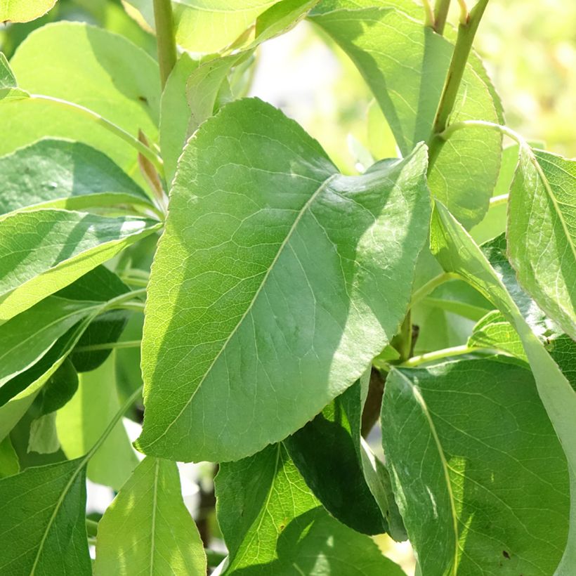 Pero nano Fruit Me Pear Me Williams Bon-Chrétien (Fogliame)