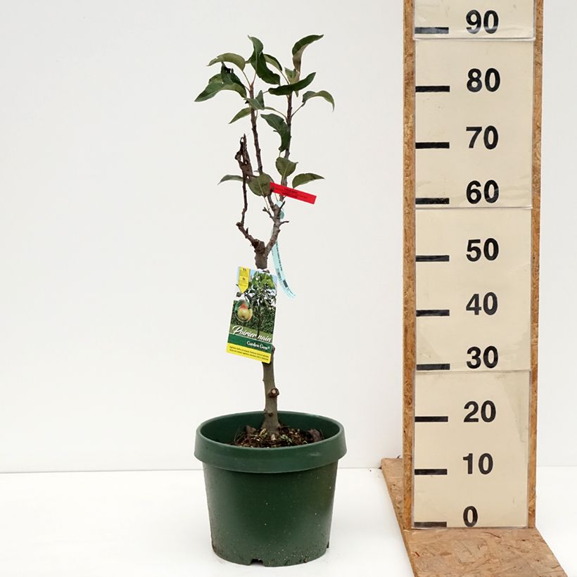 Esemplare di Pero nano Garden Gem Pyred Vaso da 6L/7L, Nano come consegnato in autunno
