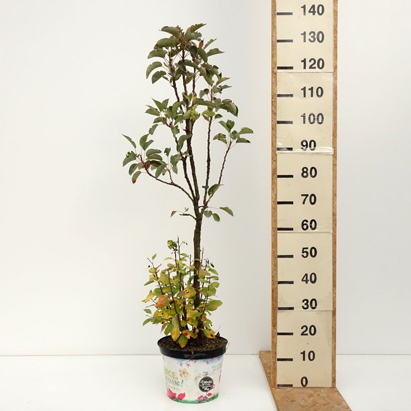 Esemplare di Pero nano Garden Pearl Vaso da 6L/7L, Vaso impalcato basso come consegnato in autunno