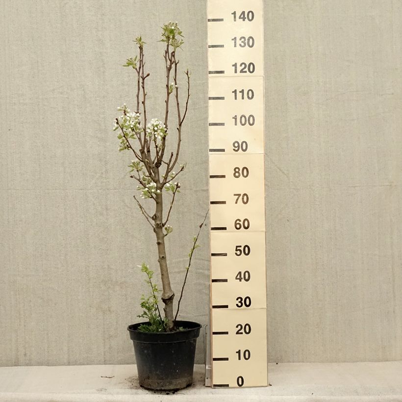 Pero Jeanne d’Arc Vaso da 7,5L/10L, Vasetto esemplare consegnato in primavera