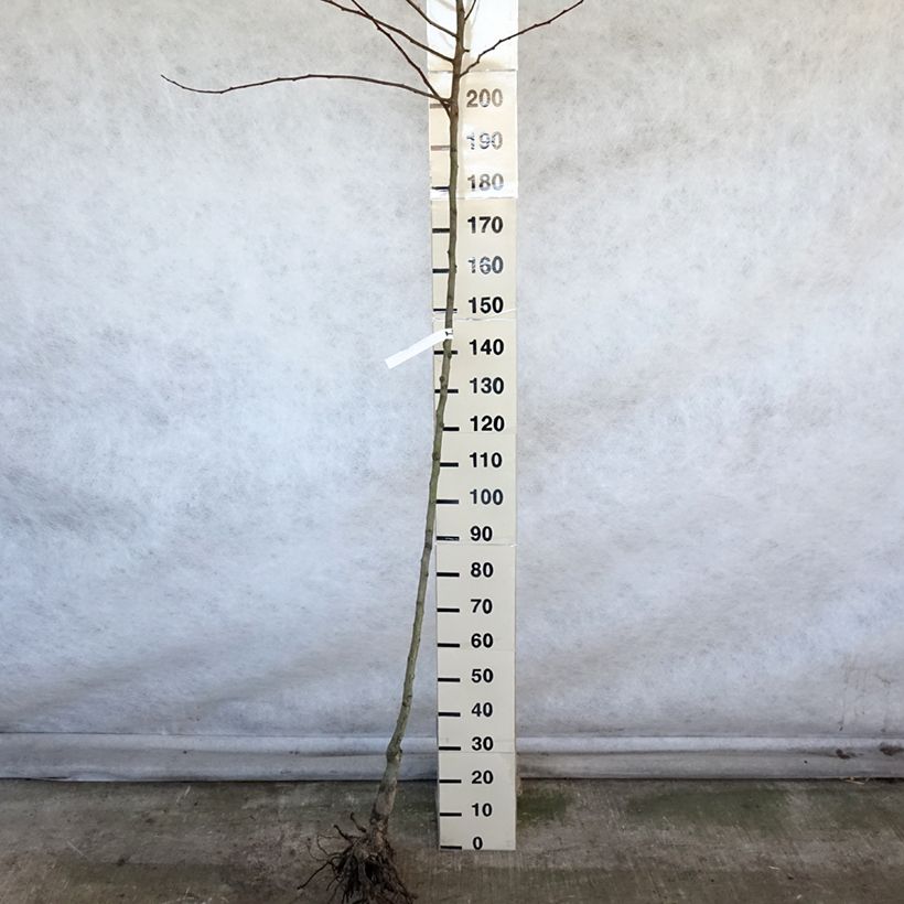 Pero Saint Rémy Piante grandi a radice nuda, Vaso impalcato alto esemplare consegnato in inverno