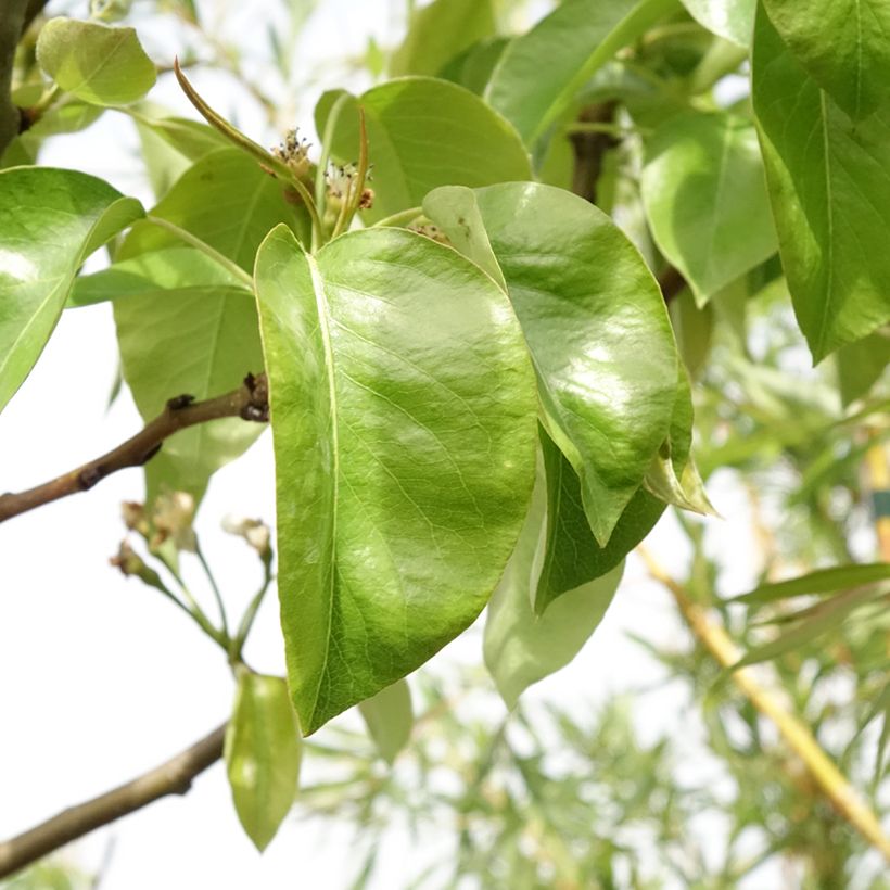 Pero Triomphe de Vienne (Fogliame)