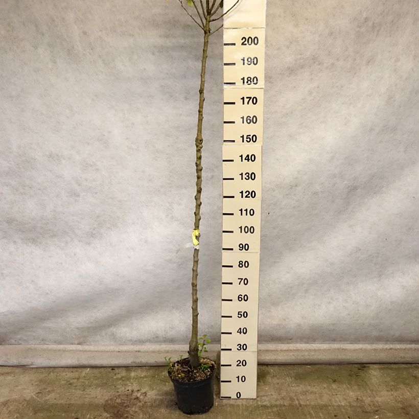 Esemplare di Poirier Triomphe de Vienne Pot de 7,5L/10L, Haute-Tige come consegnato in autunno