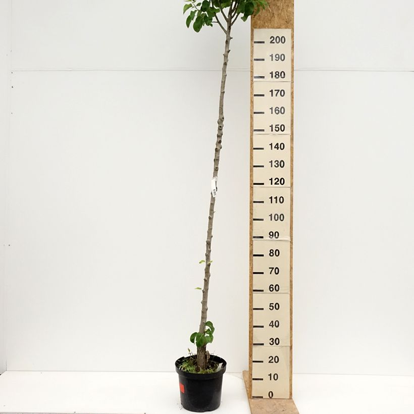 Pero Triomphe de Vienne Vaso da 7,5L/10L, Vaso impalcato alto esemplare consegnato in primavera