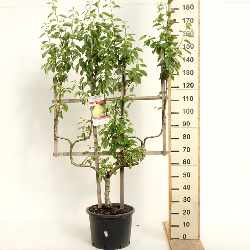 Pero William's - Palmetta doppia U esemplare consegnato in primavera