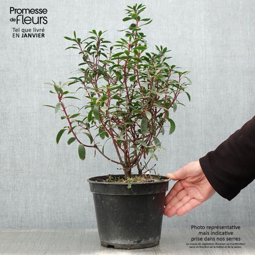 Poivre de Tasmanie - Drimys aromatica Pot de 4L/5L esemplare consegnato in inverno