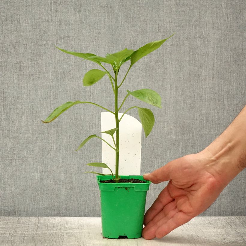 Peperone Oreny F1 Vaso da Ø 10 cm/11 cm esemplare consegnato in primavera
