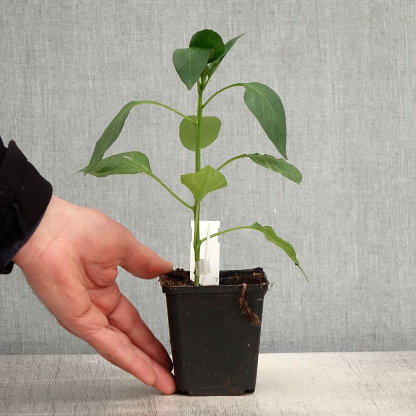 Example of Peperone Lamuyo F1 Vasetto da 8/9 cm as you get in printemps