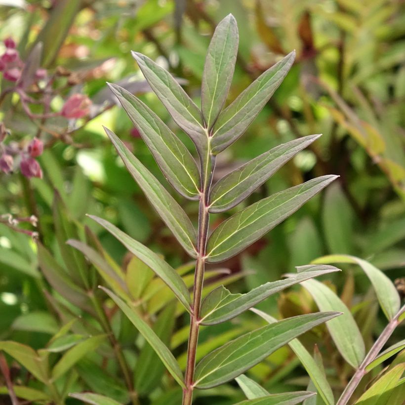 Polemonium Heaven Scent (Fogliame)