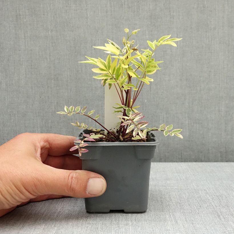 Polemonium pulcherrimum Golden Feathers Vasetto da 8/9 cm esemplare consegnato in primavera