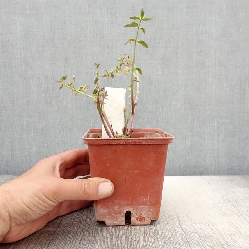 Polemonium reptans Stairway to Heaven Vaso da 1L/1,5L esemplare consegnato in primavera