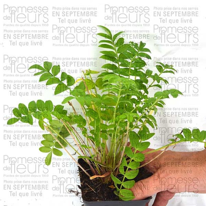 Esempio di esemplare Polemonium Sonia's Bluebell Vasetto da 8/9 cm come consegnato