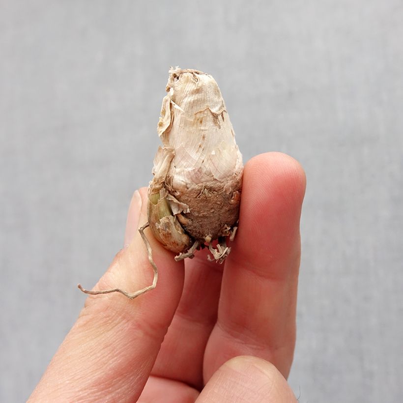 Polyanthes tuberosa Pink Sapphire - Agave amica Bulbo taglia 10+ esemplare consegnato in primavera