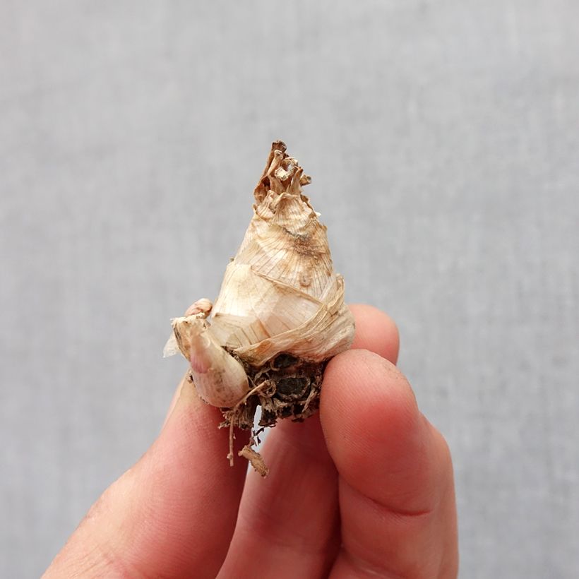 Example of Polyanthes tuberosa Super Gold - Agave amica Bulbo taglia 10+ as you get in printemps