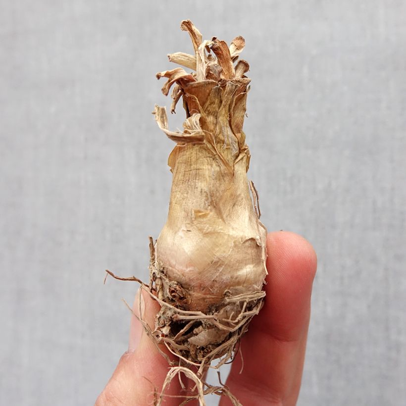 Polyanthes tuberosa The Pearl - Agave amica Bulbo size 12+ esemplare consegnato in primavera