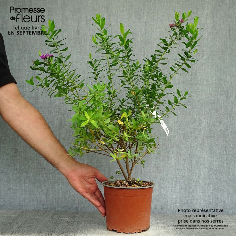 Esemplare di Polygala myrtifolia Vaso da 2L/3L come consegnato in autunno