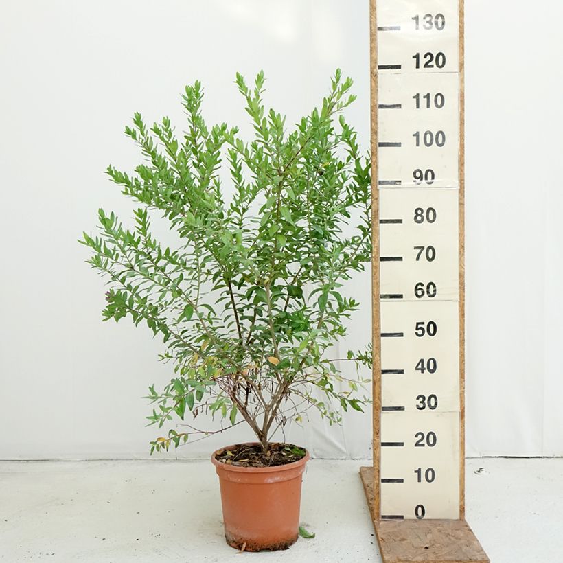 Esemplare di Polygala myrtifolia Vaso da 7,5L/10L come consegnato in autunno
