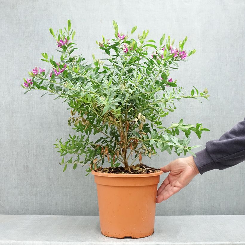 Example of Polygala myrtifolia Vaso da 7,5L/10L as you get in printemps