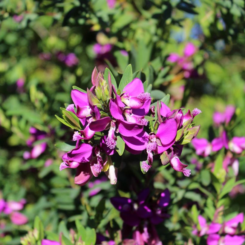 Polygala myrtifolia (Fioritura)
