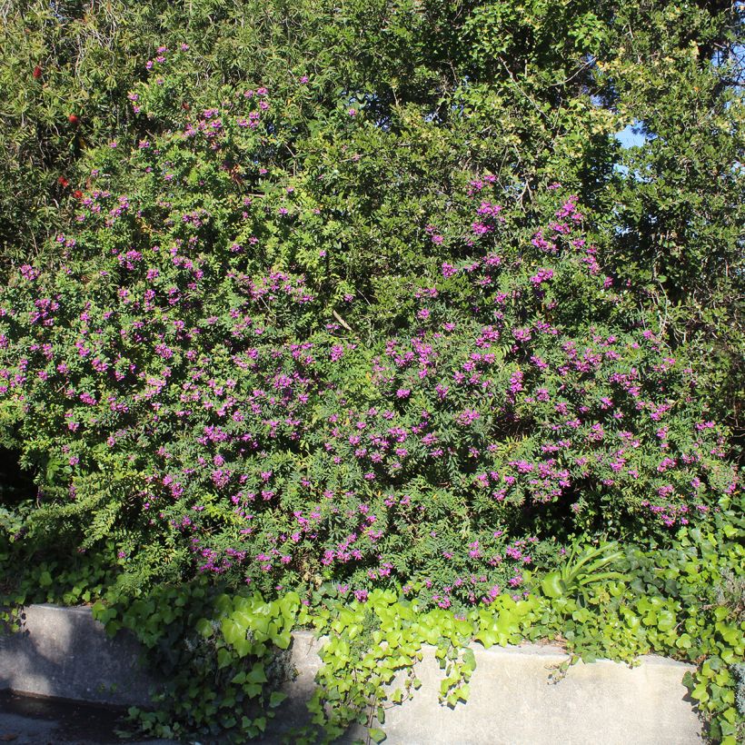 Polygala myrtifolia (Porto)