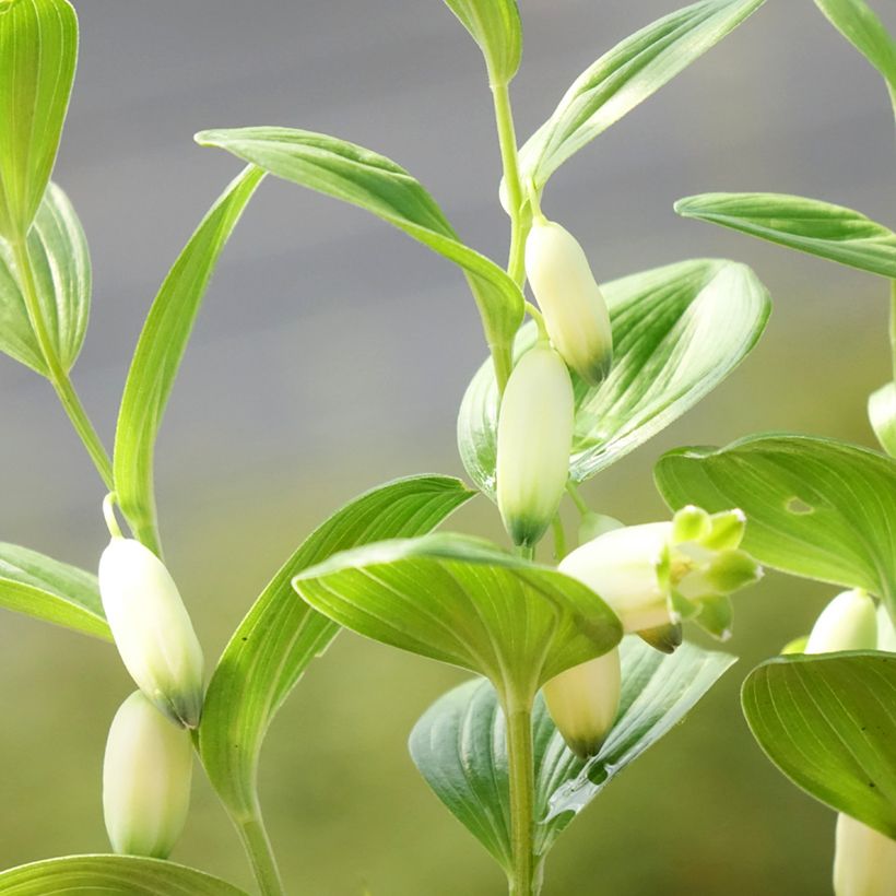 Polygonatum humile - Sigillo di Salomone (Fioritura)
