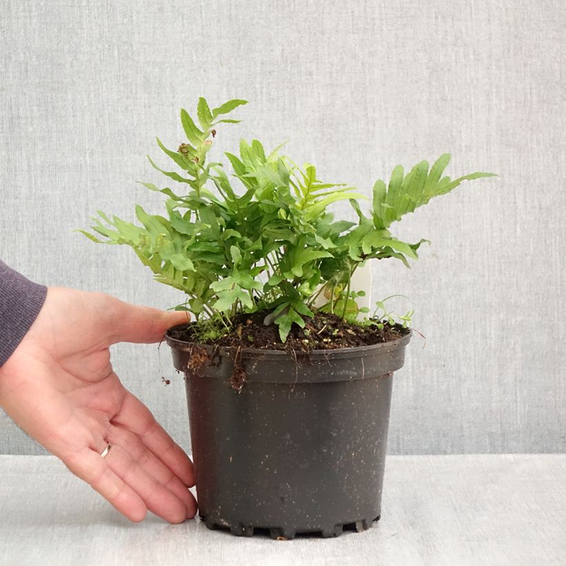 Esemplare di Polypodium cambricum Whitley Giant - Polipodio meridionale Vaso da 2L/3L come consegnato in autunno