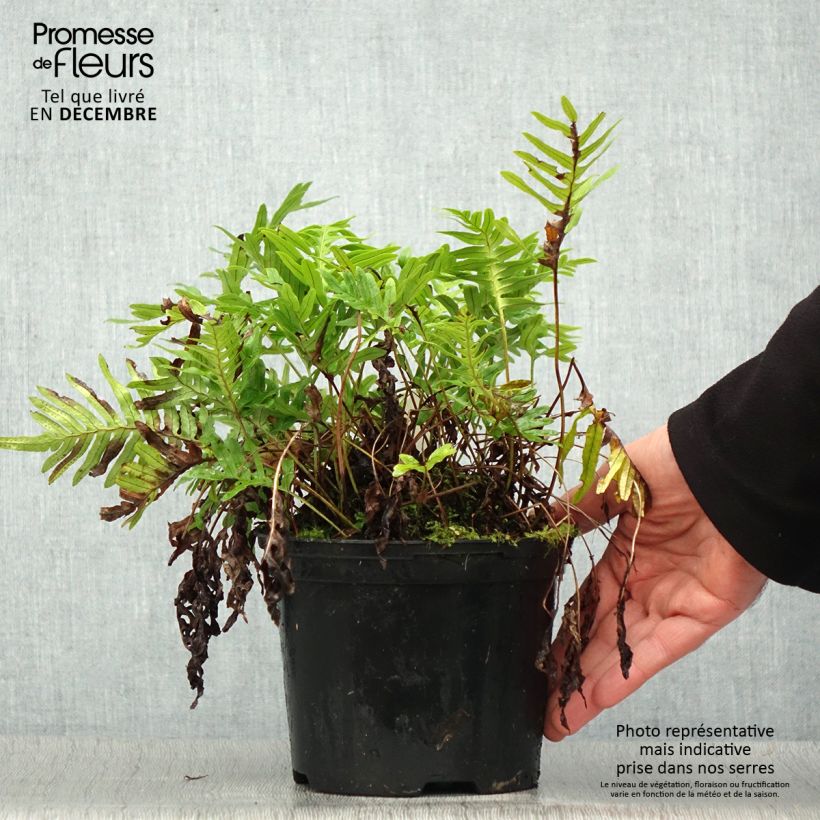 Polypodium Whitley Giant - Fougère, Polypode Pot de 2L/3L esemplare consegnato in inverno