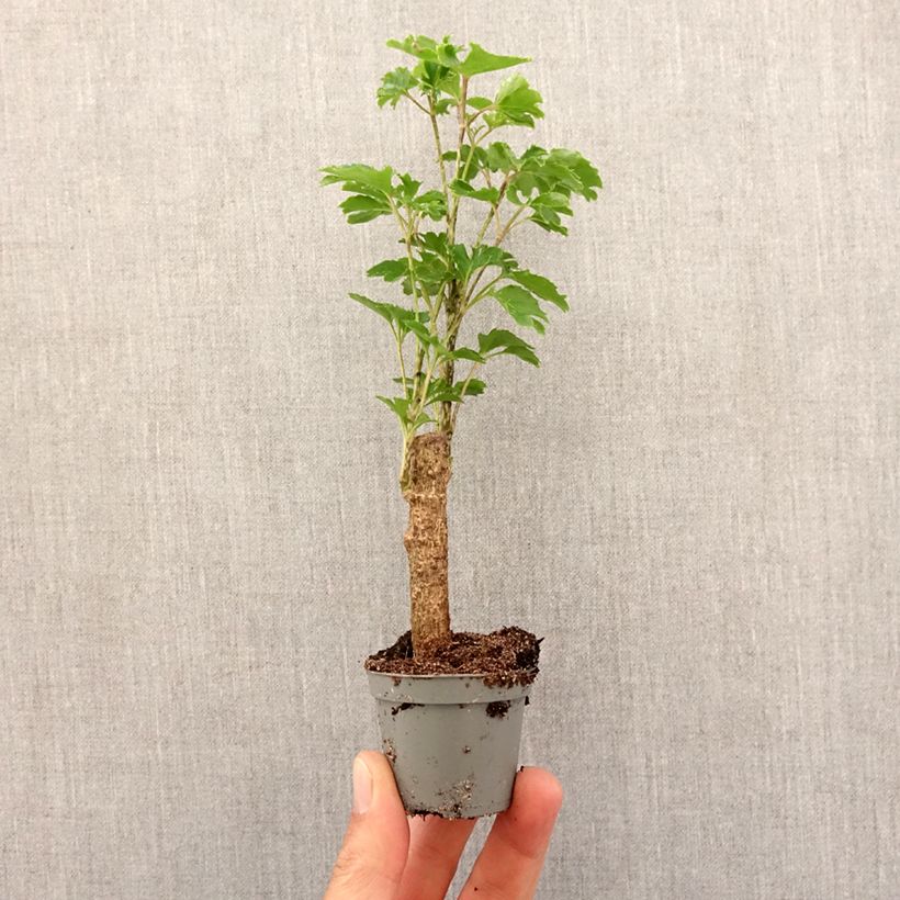 Polyscias balfouriana Butterfly mini-pianta esemplare consegnato in primavera