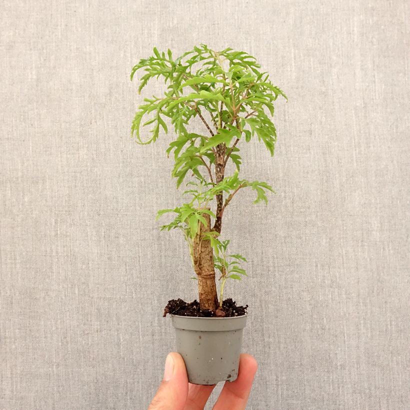 Polyscias filicifolia mini-pianta esemplare consegnato in primavera