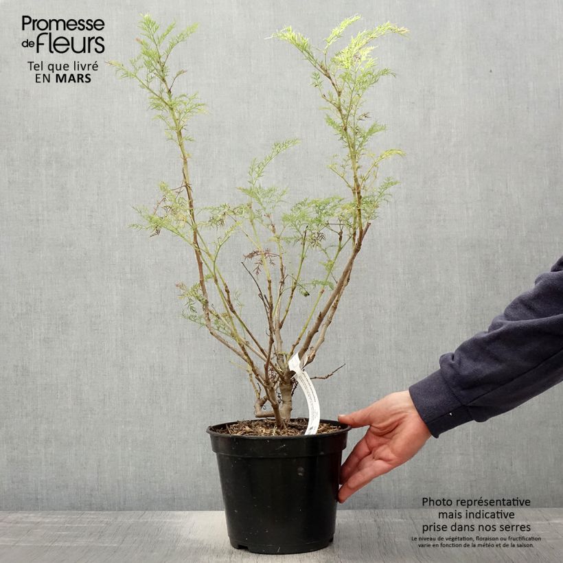 Example of Polyscias sambucifolia Vaso da 4L/5L as you get in printemps