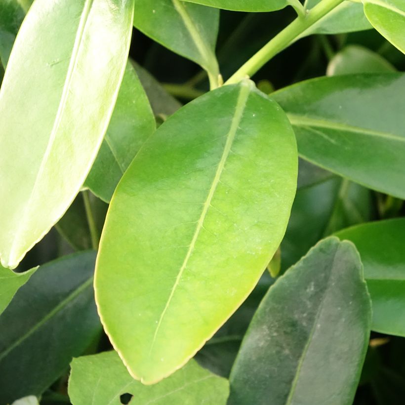 Polyspora axillaris - Gordonia (Fogliame)